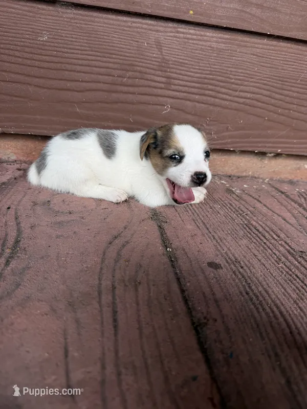 Blue Merle  – Jack Russell Terrier puppy for sale in Bronson, FL