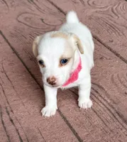 Blue eyes, a female Jack Russell Terrier for sale in Bronson, FL – 3 of 3
