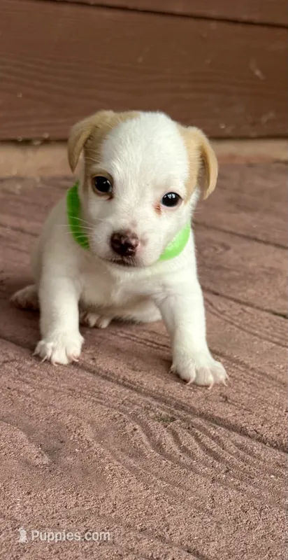 Lemon Boy – Jack Russell Terrier puppy for sale in Bronson, FL