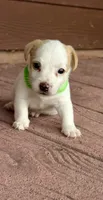 Lemon Boy, a male Jack Russell Terrier for sale in Bronson, FL – 1 of 2