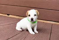 Lemon Boy, a male Jack Russell Terrier for sale in Bronson, FL – 2 of 2