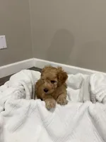 Pumpkin , a male Poodle - Toy  for sale in Sacramento, CA – 2 of 3