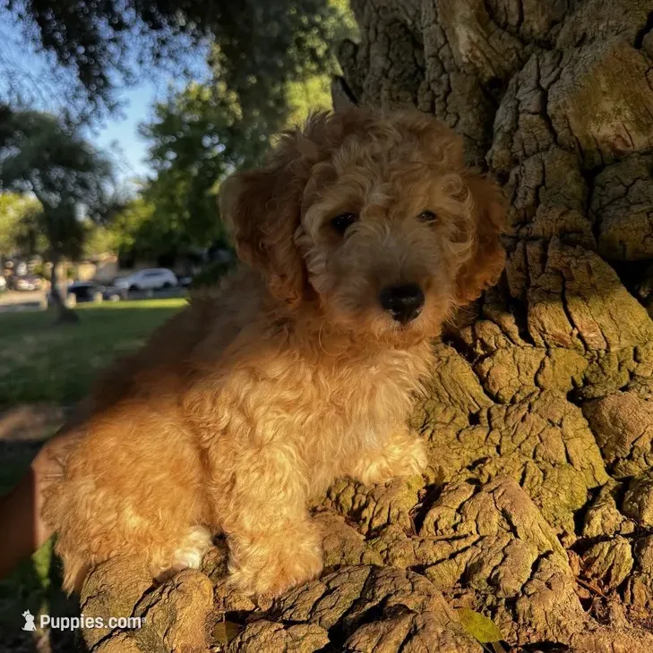 Pumpkin  – Poodle - Toy  puppy for sale in Sacramento, CA
