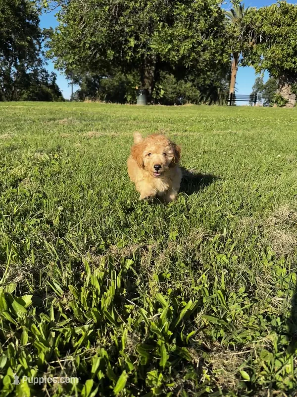 Pumpkin  – Poodle - Toy  puppy for sale in Sacramento, CA