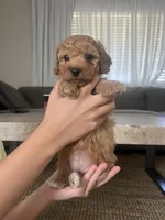 Rose , a female Poodle - Toy  for sale in Sacramento, CA – 3 of 3