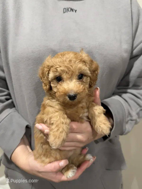 Rose  – Poodle - Toy  puppy on hold in Sacramento, CA