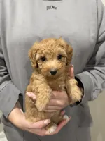 Rose , a female Poodle - Toy  for sale in Sacramento, CA – 1 of 3