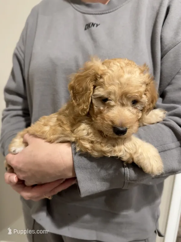 Pumpkin  – Poodle - Toy  puppy for sale in Sacramento, CA