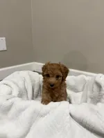 Rose , a female Poodle - Toy  for sale in Sacramento, CA – 2 of 3