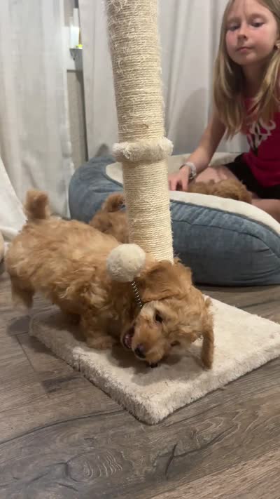 Pumpkin , a male Poodle - Toy  for sale in Sacramento, CA – 3 of 3