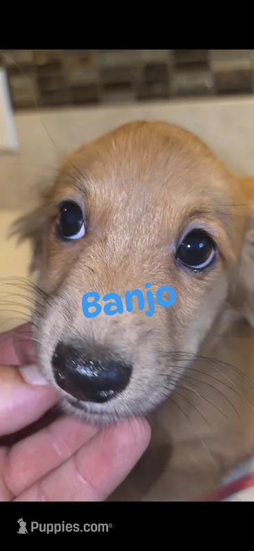 Banjo – Miniature Dachshund puppy for sale in Paso Robles, CA