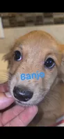 Banjo, a male Miniature Dachshund for sale in Paso Robles, CA – 1 of 3