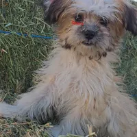 Selena, a female Poodle - Toy  and Toy Australian Shepherd for sale in Paso Robles, CA – Photo 2 of 4