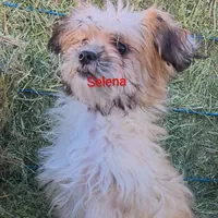 Selena, a female Poodle - Toy  and Toy Australian Shepherd for sale in Paso Robles, CA – Photo 4 of 4
