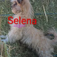 Selena, a female Poodle - Toy  and Toy Australian Shepherd for sale in Paso Robles, CA – Photo 3 of 4