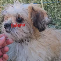 Selena, a female Poodle - Toy  and Toy Australian Shepherd for sale in Paso Robles, CA – Photo 1 of 4