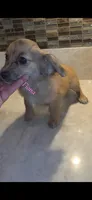 Fiona , a female Miniature Dachshund for sale in Paso Robles, CA – 2 of 4