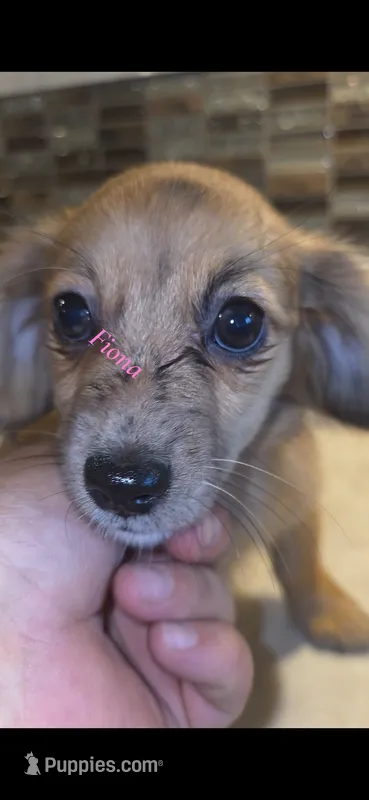 Fiona  – Miniature Dachshund puppy for sale in Paso Robles, CA