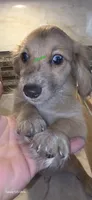 O'Connor, a female Miniature Dachshund for sale in Paso Robles, CA – 2 of 2
