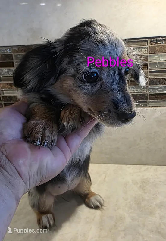 Pebbles – Miniature Dachshund puppy for sale in Paso Robles, CA