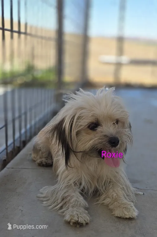 Roxy – Poodle - Toy , Toy Australian Shepherd puppy for sale in Paso Robles, CA