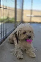 Roxy, a female Poodle - Toy  and Toy Australian Shepherd for sale in Paso Robles, CA – 1 of 4