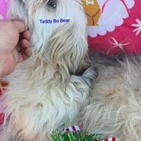 Teddy Bo Bear, a male Poodle - Toy  and Toy Australian Shepherd for sale in Paso Robles, CA – Photo 3 of 4