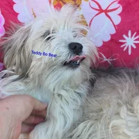 Teddy Bo Bear, a male Poodle - Toy  and Toy Australian Shepherd for sale in Paso Robles, CA – Photo 2 of 4