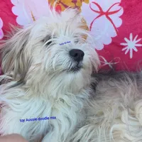 Teddy Bo Bear, a male Poodle - Toy  and Toy Australian Shepherd for sale in Paso Robles, CA – Photo 1 of 4