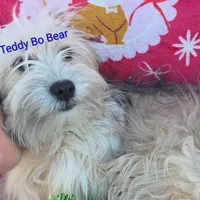 Teddy Bo Bear, a male Poodle - Toy  and Toy Australian Shepherd for sale in Paso Robles, CA – Photo 4 of 4