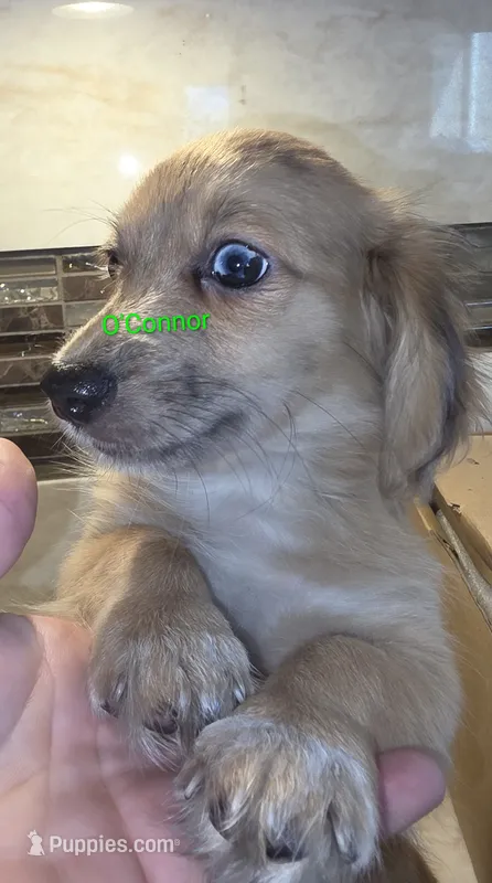 O'Connor – Miniature Dachshund puppy for sale in Paso Robles, CA