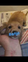 Banjo, a male Miniature Dachshund for sale in Paso Robles, CA – 2 of 3