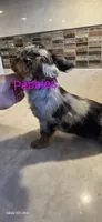 Pebbles, a female Miniature Dachshund for sale in Paso Robles, CA – 3 of 3
