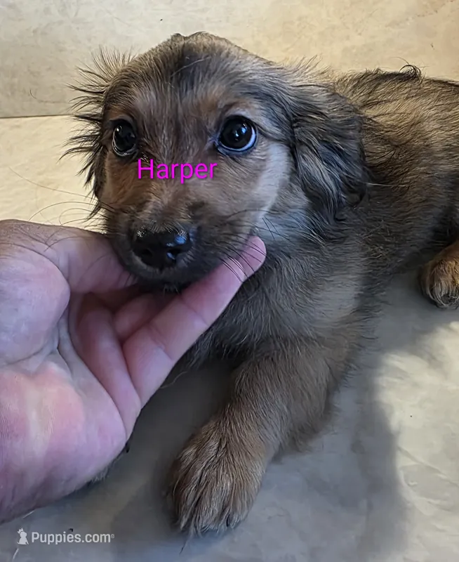Harper  – Miniature Dachshund puppy for sale in Paso Robles, CA