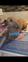 Banjo, a male Miniature Dachshund for sale in Paso Robles, CA – 3 of 3