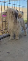 Roxy, a female Poodle - Toy  and Toy Australian Shepherd for sale in Paso Robles, CA – 3 of 4