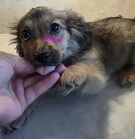 Harper , a female Miniature Dachshund for sale in Paso Robles, CA – 2 of 2