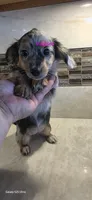 Pebbles, a female Miniature Dachshund for sale in Paso Robles, CA – 2 of 3