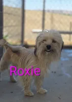 Roxy, a female Poodle - Toy  and Toy Australian Shepherd for sale in Paso Robles, CA – 2 of 4