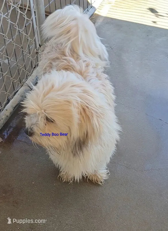 Teddy Boo Bear  – Poodle - Toy , Toy Australian Shepherd puppy for sale in Paso Robles, CA