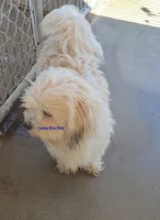 Teddy Boo Bear , a male Poodle - Toy  and Toy Australian Shepherd for sale in Paso Robles, CA – 1 of 1