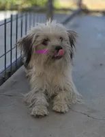 Roxy, a female Poodle - Toy  and Toy Australian Shepherd for sale in Paso Robles, CA – 4 of 4