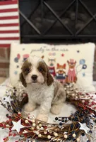 Abraham , a male Cavapoo for sale in Wilmington, NC – 3 of 4