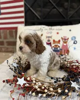 Abraham , a male Cavapoo for sale in Wilmington, NC – 4 of 4