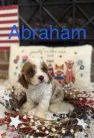 Abraham , a male Cavapoo for sale in Wilmington, NC – 1 of 4
