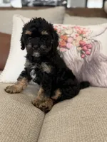 Ranger , a male Cavapoo for sale in Wilmington, NC – 3 of 3