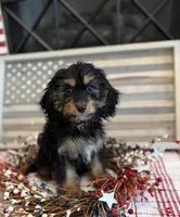 Bella, a female Cavapoo for sale in Wilmington, NC – 2 of 2