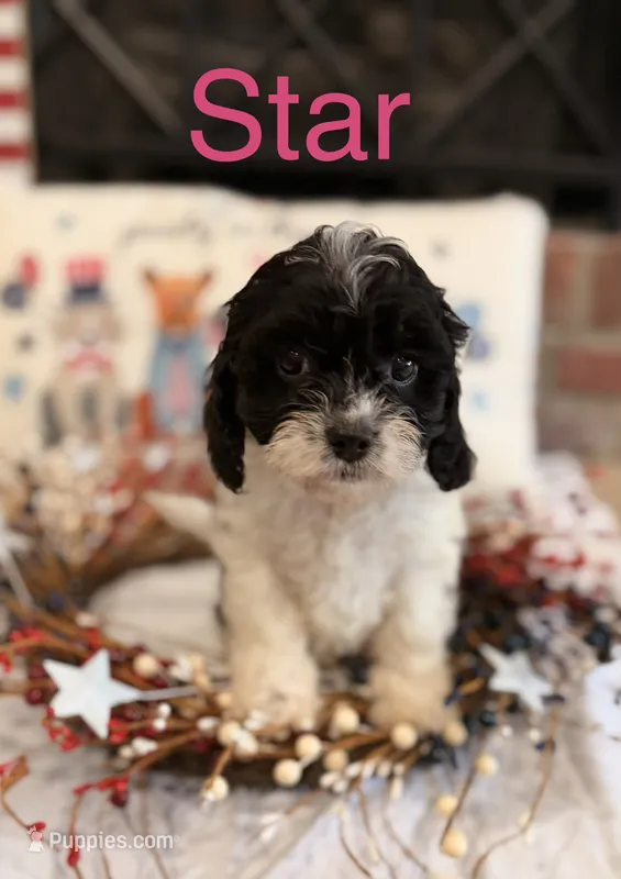 Star – Cavapoo puppy for sale in Wilmington, NC