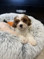 Lincoln , a male Cavapoo for sale in Wilmington, NC – 3 of 3