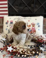 Abraham , a male Cavapoo for sale in Wilmington, NC – 2 of 4